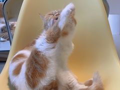 -怪兽屋·羊驼·猫咖·狗咖(俊华广场店)