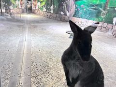 -绿色星球动物主题公园