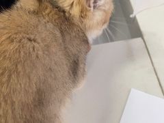 -瑞派福兴宠物医院犬猫全科·骨科·中西医结合(河东店)