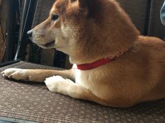 -柴犬高等学院·狗咖·柴犬售卖·宠物训练