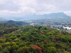 -贵州百里杜鹃风景名胜区