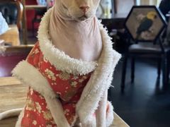 -猫小院猫主题餐厅(南锣旗舰店)