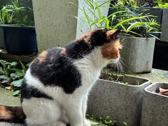 -谷咖啡·鲜花绿植花园餐厅