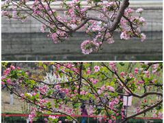 -海棠花溪(元大都城垣遗址公园)