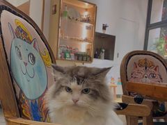 -more than meow吴止猫主题餐厅(承德 中船汇店)