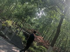 -合肥滨湖国家森林公园