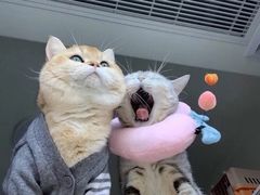 -肯德基(坑梓店)