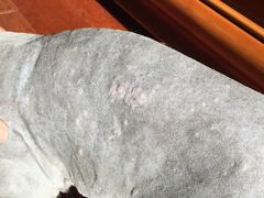 -康乐宝动物医院