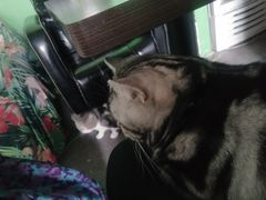 -喵店&猫咖