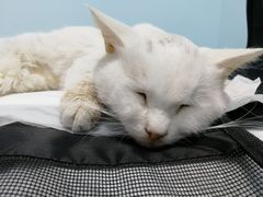 -纳吉亚猫专科动物诊疗中心(蒋宅口分院)