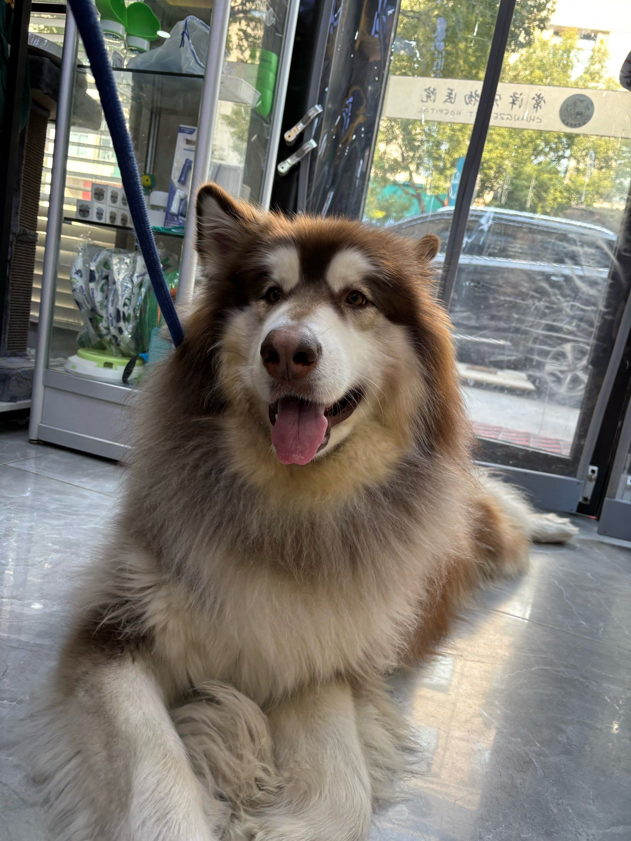 养大型犬的这几件事