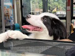 -帕帕拉兹宠物(亚洲旗舰店)