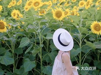 北京｜奥森百亩向日葵花海已盛放｜好似在宫崎骏的漫画里