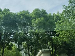 -The lounge 柏悦酒店大堂酒廊(上海环球金融中心店)