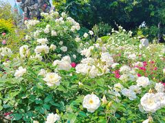 -人民公园(罗湖区)