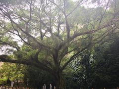 -广州市石门国家森林公园
