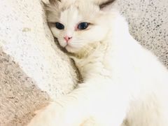 -瞄一喵猫咖(格力海岸店)