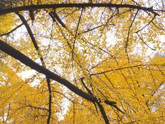 -四川大学(华西校区)