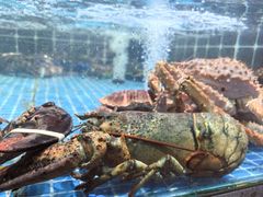 -巧克力渔家.小船海鲜胶东菜(万平口店)