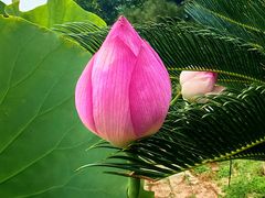 -国家植物园南园