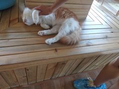 -猫的茶·猫咖