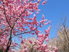 -石家庄市植物园
