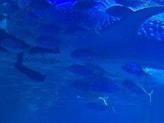 -烟台海昌鲸鲨海洋公园