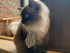 -豆逗聊愈猫阁Easy Life