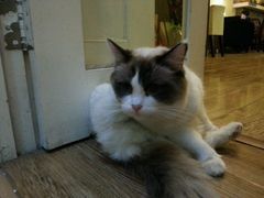 android_upload_pic-猫色咖啡·猫咖