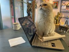 -喵屿·大理花园猫咖