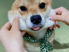 -逗柴咖啡屋·狗咖猫咖宠物桌游