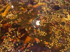 -味之绝热血美蛙鱼火锅(中坝店)