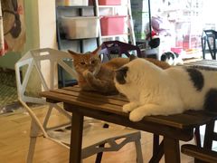 -Cappucimeow猫咪咖啡馆(韦伯时代店)