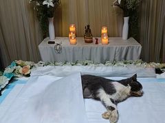 -严国平动物医院(德政总院)