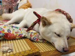 -柴迷FANS CLUB·柴犬狗咖·猫咖