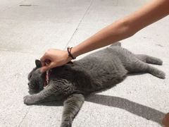 -歎雪糕低糖低脂Gelato冰淇淋