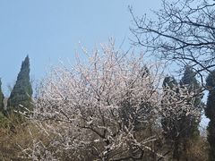 -燕窝岭