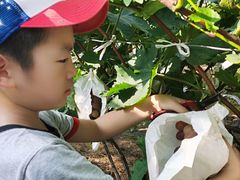 -马陆小张葡萄园农家乐