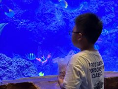 -芜湖新华联大白鲸海洋公园