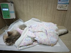 -北京观赏动物医院·24小时大型综合·猫专科·异宠专科