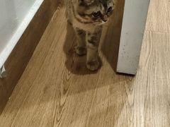 -楼上猫咖(罗湖店)