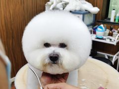 -鑫艺宠物美容培训学校