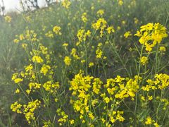 -武汉紫薇都市田园