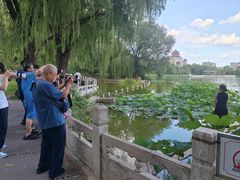 -莲花池公园
