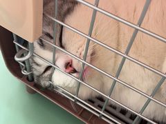 -拜鲁耶动物诊疗中心·宠家动物医院