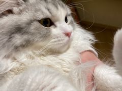 -猫腻·猫咖·撸猫馆(星光大道店)