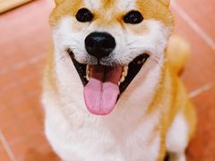 -柴犬高等学院·狗咖·柴犬售卖·宠物训练