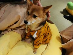 -逗柴咖啡屋·狗咖猫咖宠物桌游