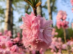 -海棠花溪(元大都城垣遗址公园)