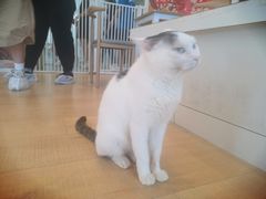 -Let's go狗咖·猫咖·奶狗·桌游(春熙路IFS店)